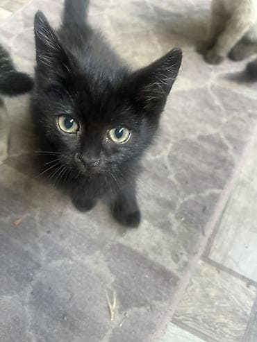 🐾 Отдам котят в добрые и заботливые руки! 🏡❤️ Очаровательные котята — 10