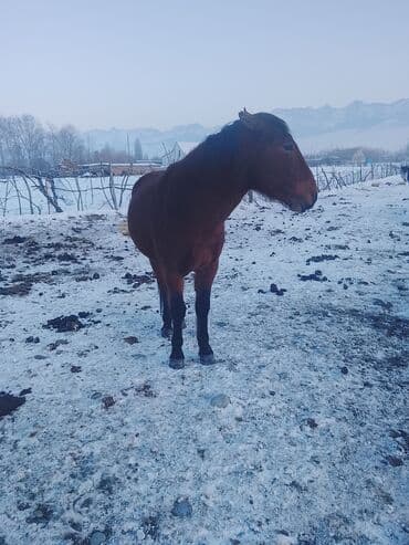 Продаю | Жеребенок | Рабочий, Для разведения