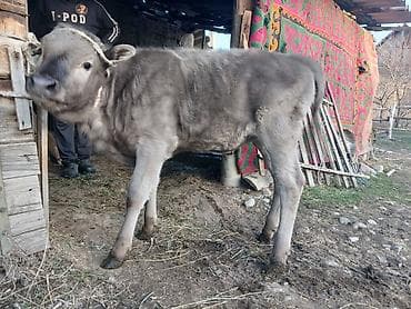 собака лабрадор купить: Продаю | Музоо, торпок | Для разведения | Привязанные — 2