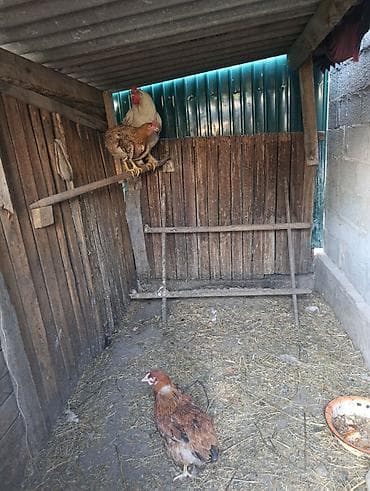 Айыл-чарба жаныбарлары: Сатам | Тооктор | Үй | Союуга — 1