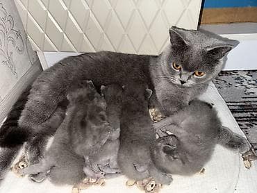 сиамская вислоухая кошка: Шотландские котята (окрас голубой) «Милые котята недавно родились 🐾 — 3