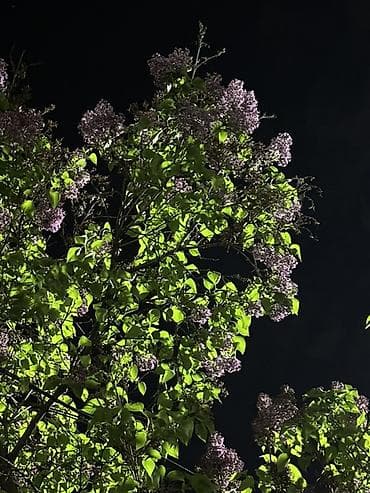 лировидный фикус купить: Сирень обыкновенная (Syringa vulgaris) — декоративный кустарник для — 1