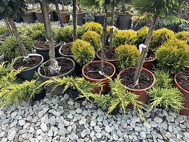 полки б у: Саженцы декоративных растений для сада и ландшафта Ассортимент: - — 5