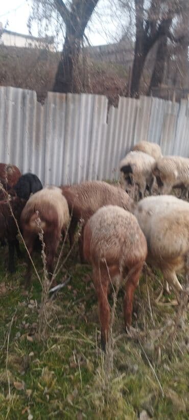 кролик купить декоративный: Продаю | Баран (самец) | На забой — 6