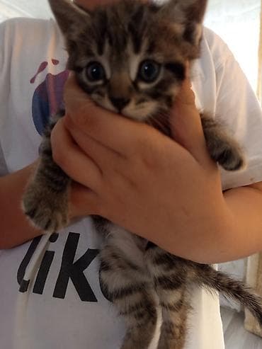 кошка котёнок: Мальчик, Приучена к лотку — 1