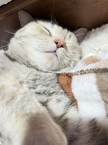 Продажа кошек: Пропала : Беспородная, Девочка — 10