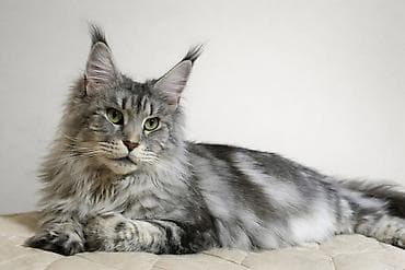 Питомник мейн-кунов — породистые котята - Порода: Maine Coon —