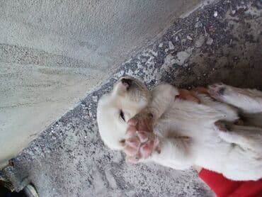 акустические системы defender колонка в виде собак: Алабай 2 недельный хороший продам ток хорошие в руки — 1