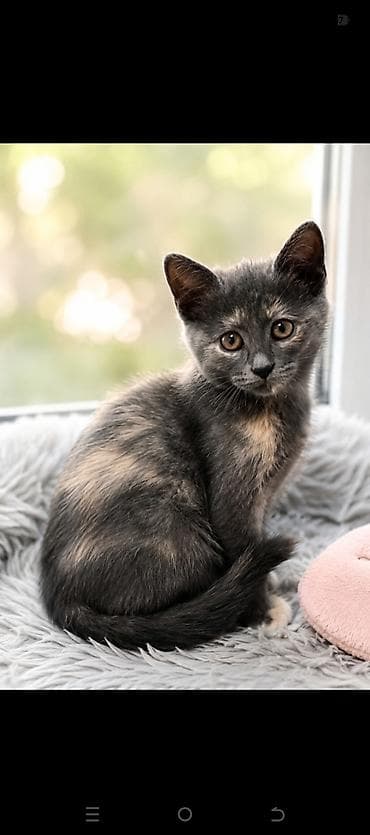 Ищет дом очаровательная малышка! 🩶🐾 Девочке 4 месяца. Очень нежная