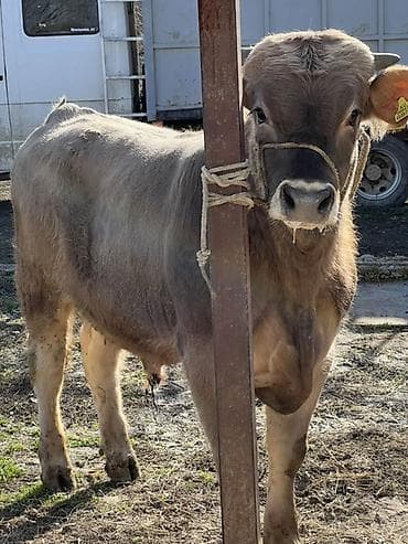 тай сатам: Сатам | Бука (эркек) | Швиц | Бордоп семиртүү үчүн | Байланган — 5