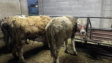 мышык сатылат: Сатам | Бука (эркек) | Бордоп семиртүү үчүн | Байланган — 8