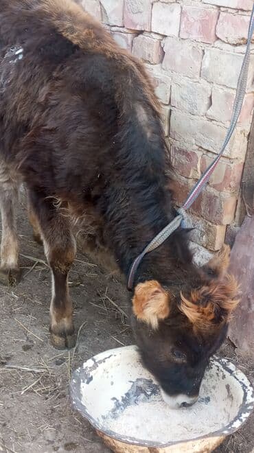 дойних коров: Продаю | Музоо, торпок | На откорм — 6