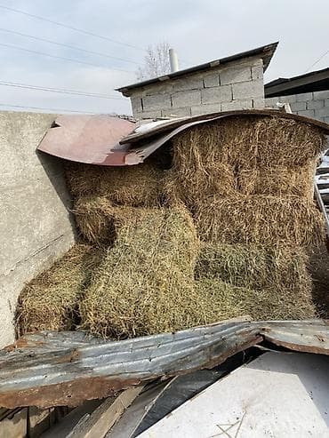 Сено в тюках Беде - Упаковано в прямоугольные тюки, стянуто