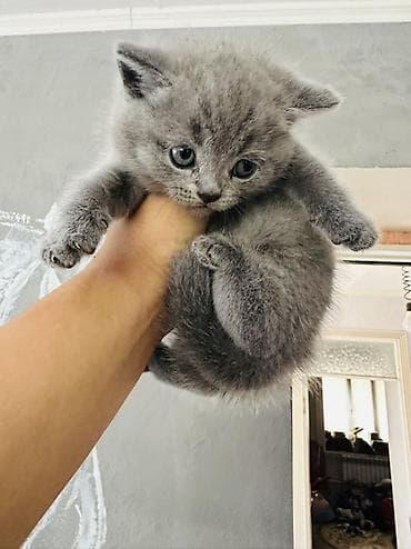 перья: Британский короткошёрстный котёнок, окрас голубой (solid blue). Месяц — 1