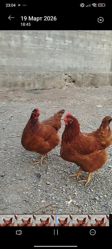дробилка для винограда: Продаю | Куры | Род-Айленд | Несушки — 1