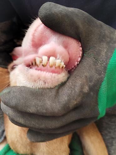 попугай каракол: Продаю | Овца (самка) | Полукровка | Для разведения | Племенные — 4