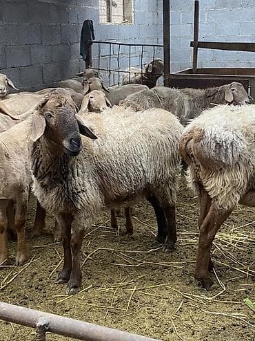 Корма для с/х животных: Продаю | Овца (самка), Ягненок | Полукровка, Арашан | Для разведения | Матка — 6