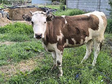 ячмень яровой: Продаю | Тёлка | Для разведения | Привязанные — 8