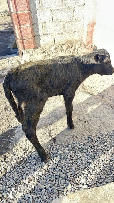 доеные коровы: Продаю | Тёлка | Для разведения | Племенные — 4