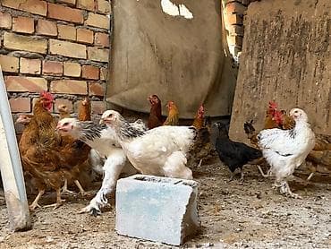 пресс чоп ош: Продаю | Куры | Брама, Кучинская | Для разведения — 4