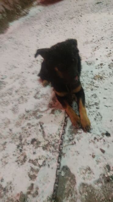 той ырлары 2020 скачать: Мальчик кличка Лион.молодой ещё.после отстрела.сейчас с ним все в — 3