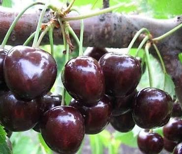 Ягоды: Черешня Оптом, В розницу, Самовывоз, Платная доставка — 1