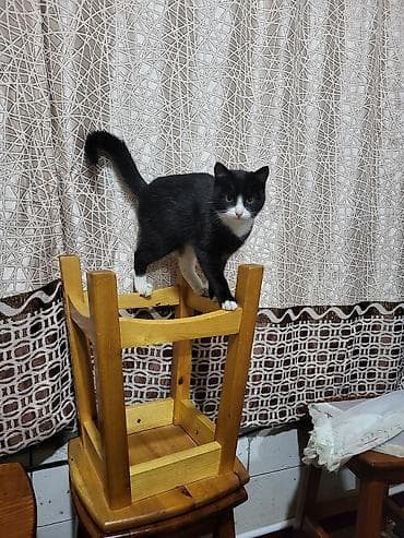 Кошка даром: Беспородная, Мальчик