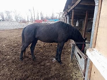 арабские лошади цена: Продаю | Жеребец | Полукровка | Рабочий — 2