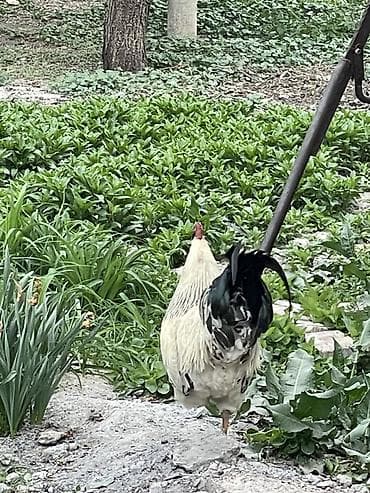 утки белые: Продаю | Петух | Для разведения — 1