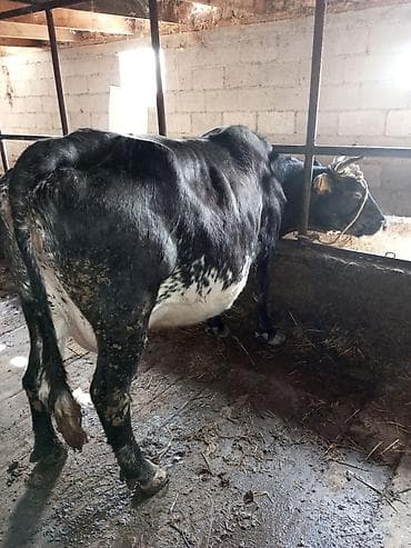 карова талас: Продаю | Корова (самка), Тёлка — 2