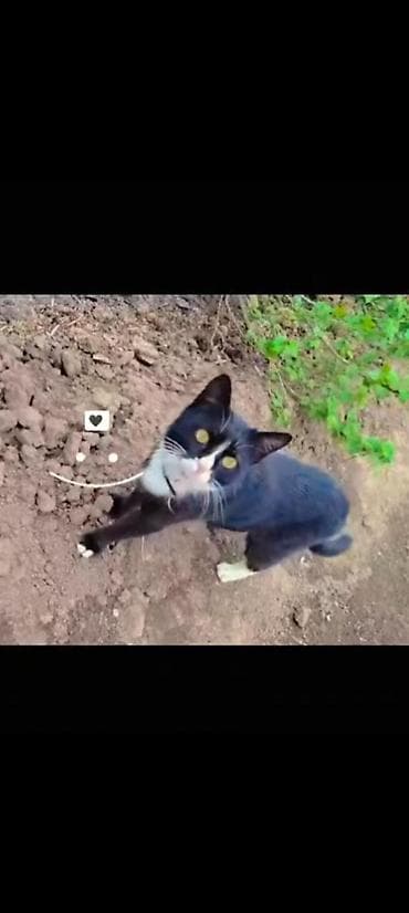 кошка манас: Ищем кота пропал возле славянского базара Каракол😭😭😭😭😭😭😭 черно белый — 1