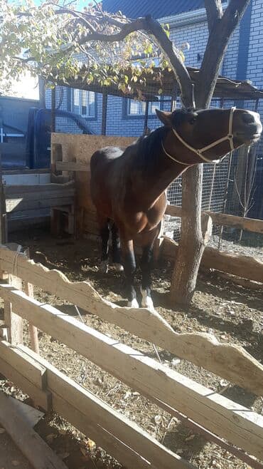 Аквариумы: Продаю | Жеребец | Для разведения | Племенные — 3