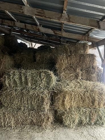 кой карабалта: Продаю тюки сена 🌾 📌 Разнотравье с клевером Цена: 280 сом за штуку — 3