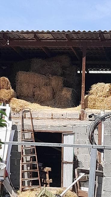 продажа кормов для сельскохозяйственных животных: Срочно срочно продаю солому где-то 50-60 штук цена 100 сом — 5