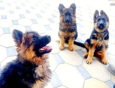 собака даберман: Немецкая овчарка, 2 месяца, Самка — 4