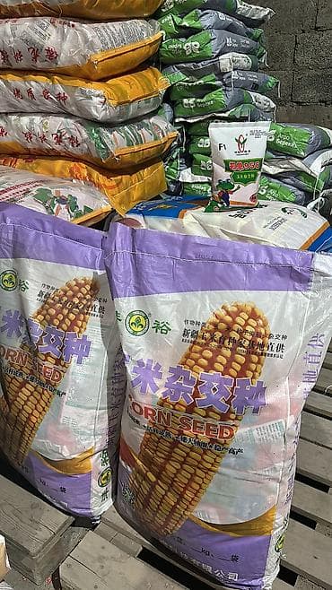 мака кукуруз: Китайский жугору уруктар:

🐼 Панда 958✅
🐸 Лягушка 958✅
Тянь-шань 5.✅ — 5