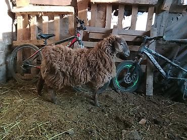 Айыл-чарба жаныбарлары: Сатам | Ургаачы кой (ургаачы) | Көбөйтүү үчүн | Ургаачы — 2