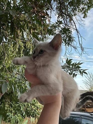 ангорские котята: Возьмите кошку - котят в добрые руки! Котятки с голубыми глазами и — 7