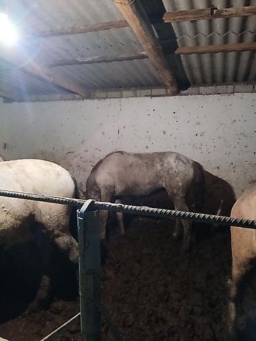 жеребая: Продаю | Жеребец | На забой — 5