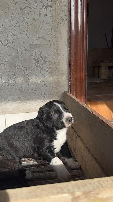 70 сом: Продаются щенки средне азиатской овчарки, алабаи, один мальчик и три — 6