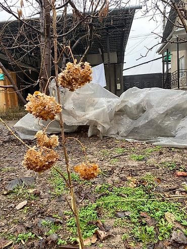 аквариум с рыбками цена бишкек: Гортензия — 4