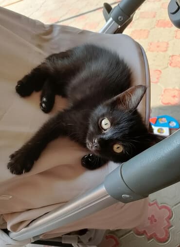 Кошка даром: Беспородная, 3 месяца, Девочка at lalafo.kg Кошка даром: Беспородная, 3 месяца, Девочка
