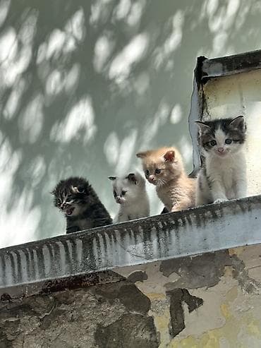 вора: Котята, помёт из 4 малышей, отдам даром - Возраст: примерно 4–6 — 1