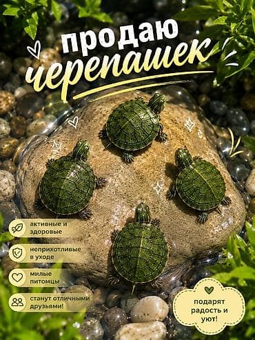 Продаю четыре черепашки