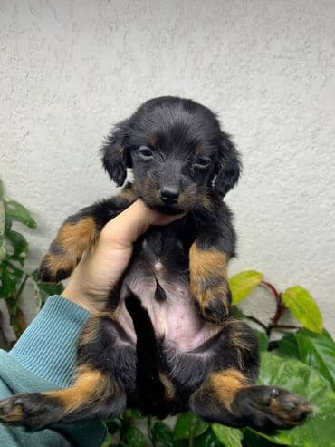 Такса, 2 месяца, Самец, С прививкой — 2