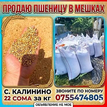 grass химия: Пшеница в мешках тритекалий - Цельное зерно пшеницы, фасованное в — 1