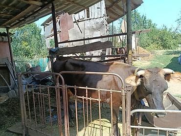 кошка котёнок: Продаю | Корова (самка) | Для молока | Привязанные — 2