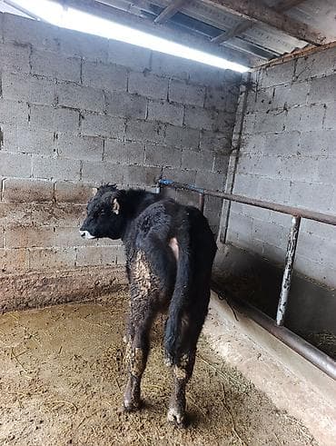 бычок порода: Продаю | Бык (самец) | Ангус | На откорм | Привязанные — 3