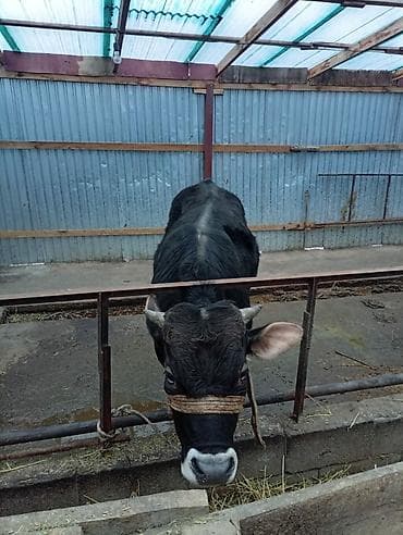 цепи для коров: Продаю | Бык (самец) | На откорм | Привязанные — 6