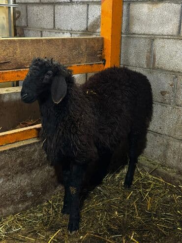 аталык корм: Сатам | Ургаачы кой (ургаачы) | Көбөйтүү үчүн — 5